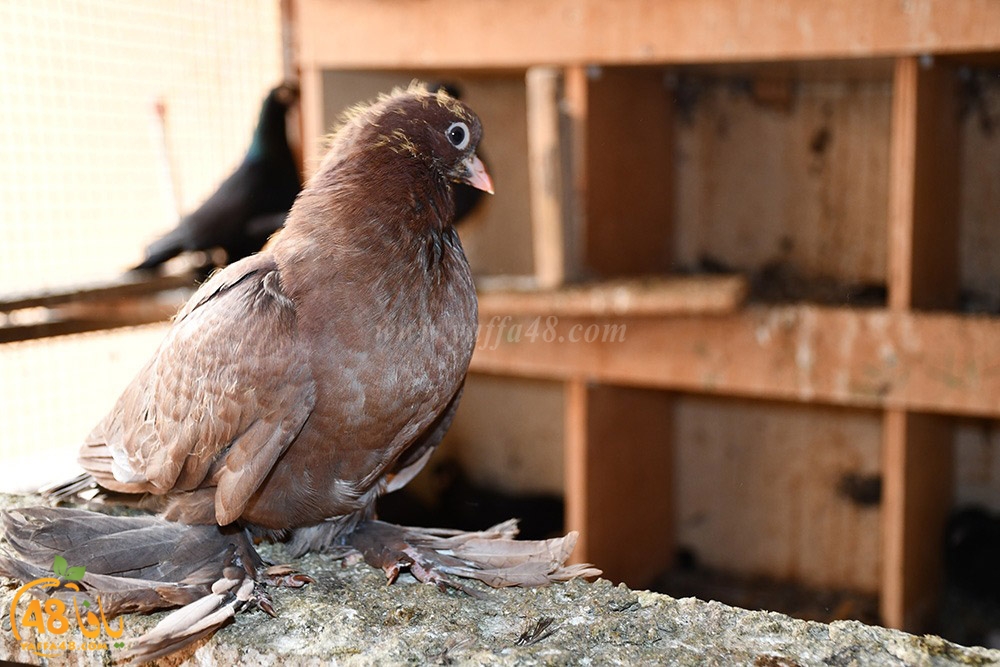 zohdi 3ashoor (55).jpeg